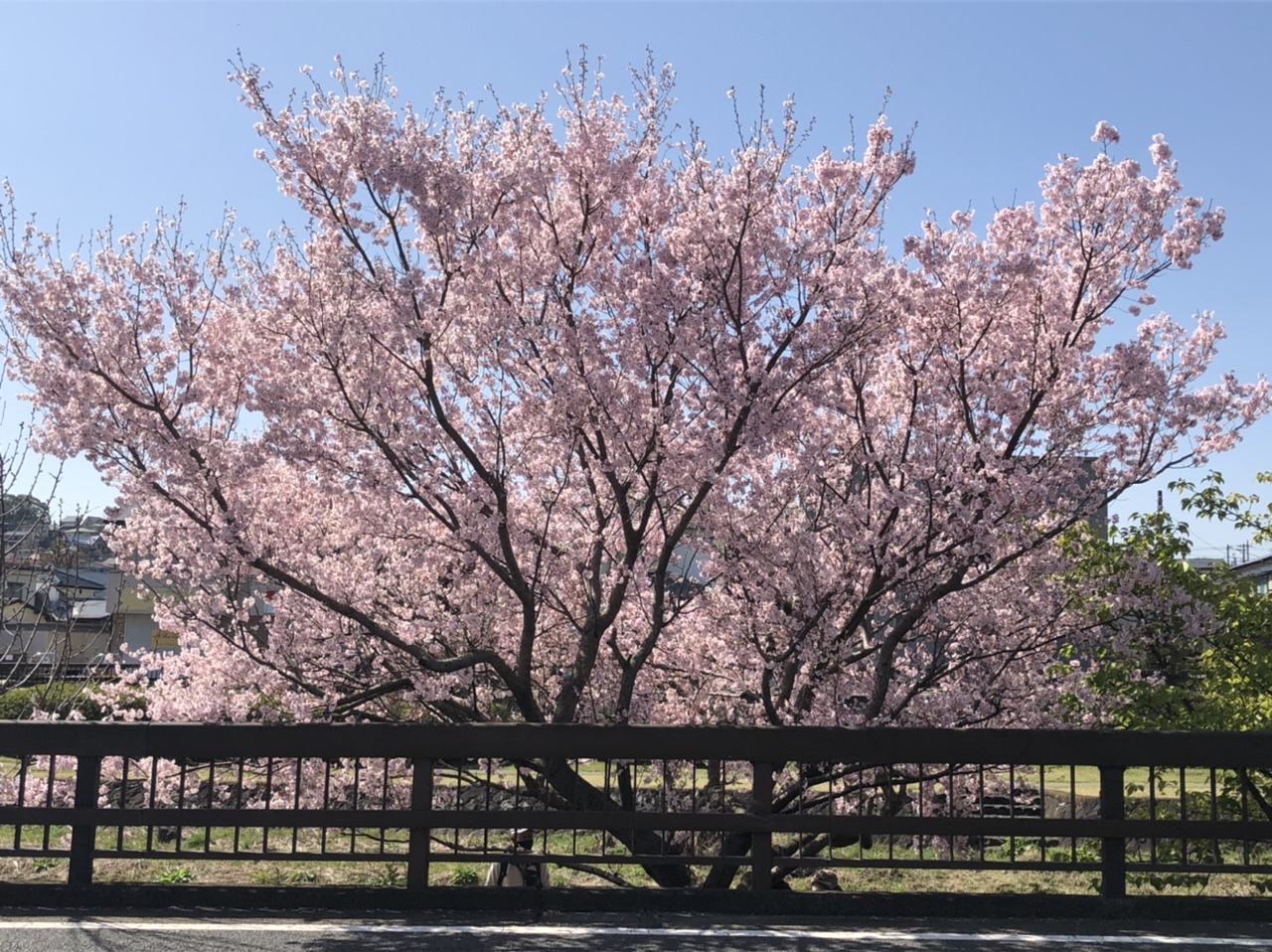 10:14
水無川沿いの桜
綺麗でデカイです