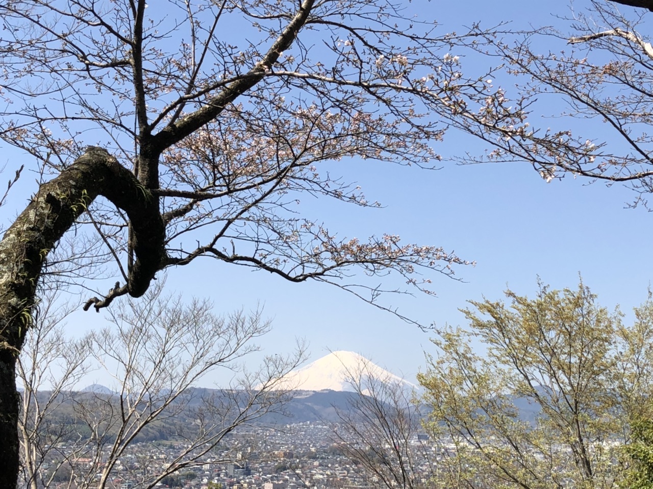 10:45
浅間山からの富士山
桜、満開まで
あと少しだったなー