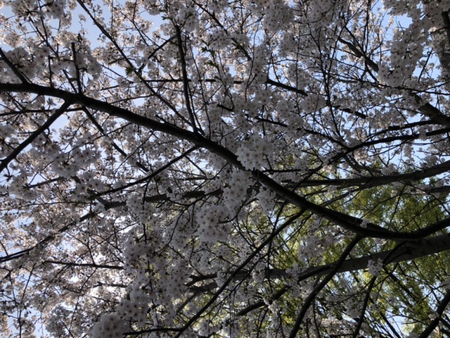京葉道路、
東金道路の
満開の桜を見ながら
一宮へ！
桜が綺麗で気分いい