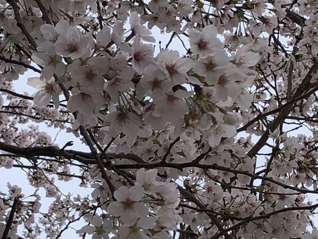 桜、満喫
今日も幸せ♡